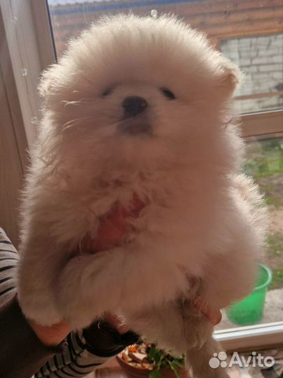 Щенки шпица