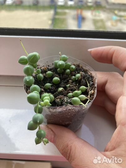 Крестовник роули