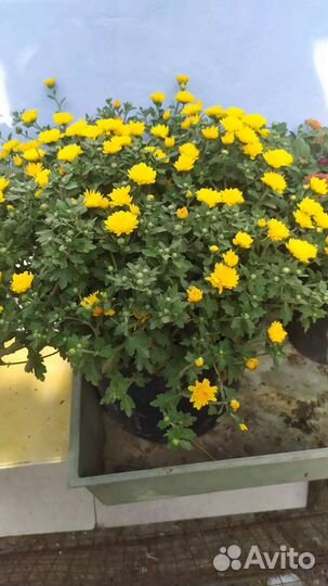 Хризантема мультифлора