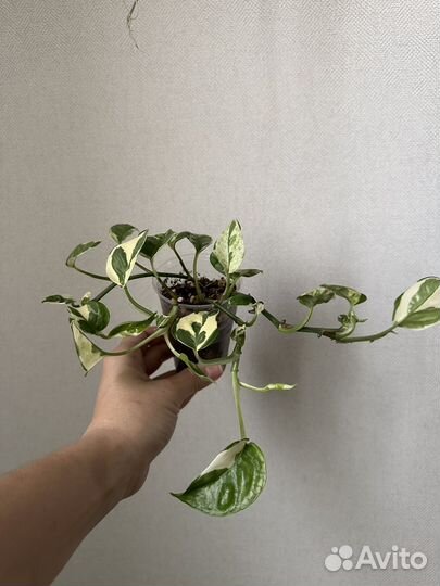 Эпипремнум Н-джой