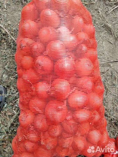 Лук репчатый оптом