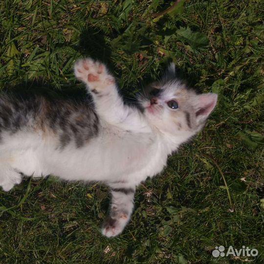 Кошечка 2 месяца, в дар