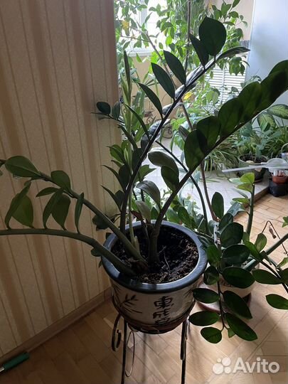 Замиокулькас