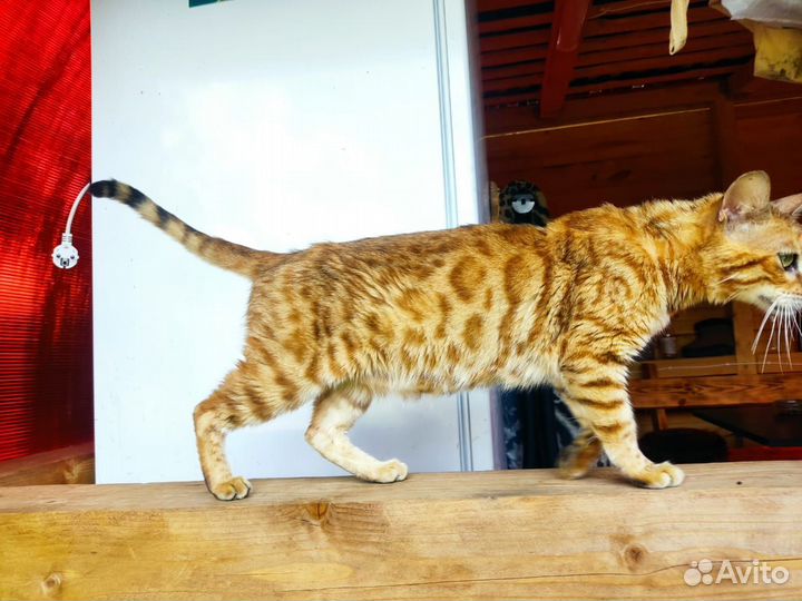 Кошки бенгальской породы. Взрослые. Бесплатно