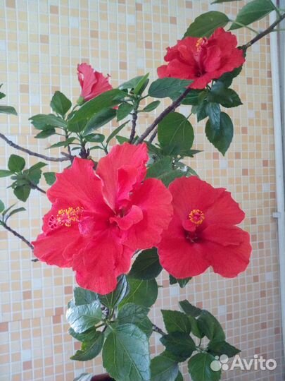 Гибискус