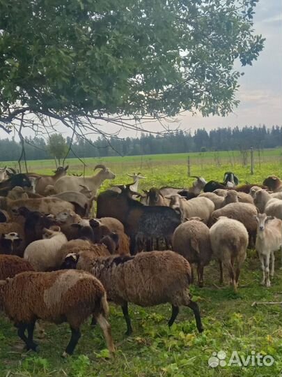 Коза дойная молочная