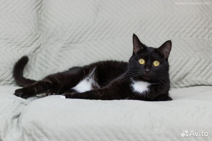 Пусся киллер