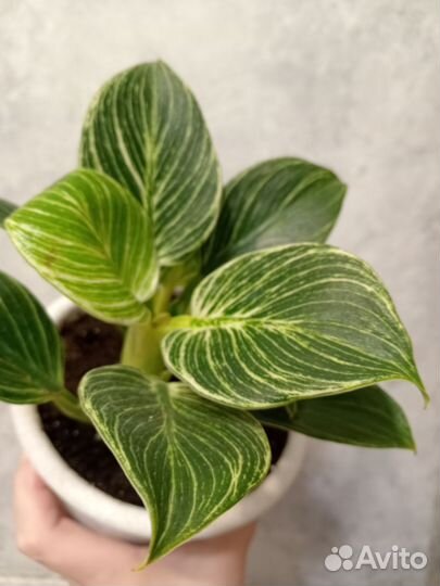 Филодендрон биркин