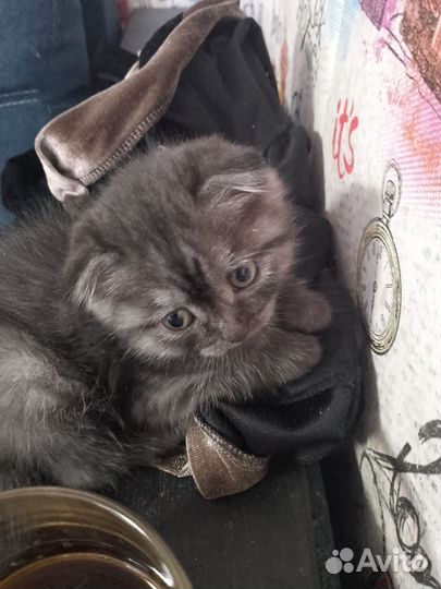 Шотландская