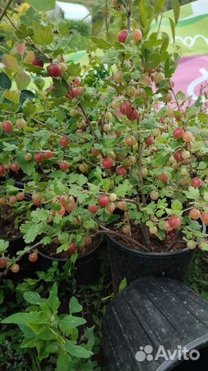 Жимолость облепиха ежевика крыжовник