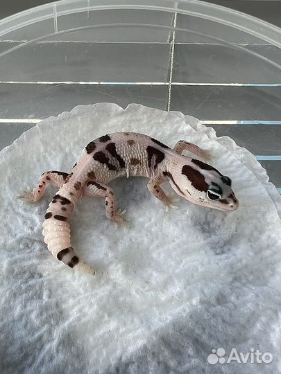 Гемитеконикс WO Oreo het Zulu, Caramel, Amel