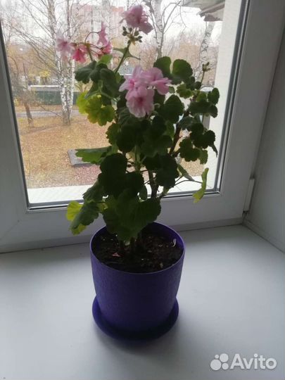 Пеларгония герань