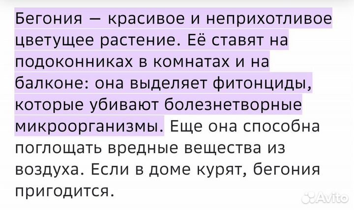 Комнатные растения цветы