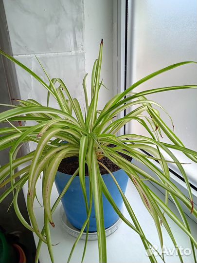 Хлорофитум (обмен)