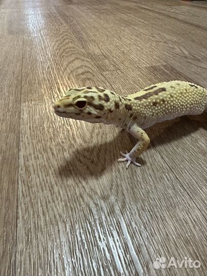 Эублефар самец