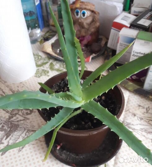 Алоэ (столетник) и каланхоэ лечебные (2-х летки)