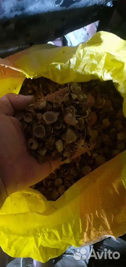 Ракушка:Забота о здоровье ваших пернатых друзей