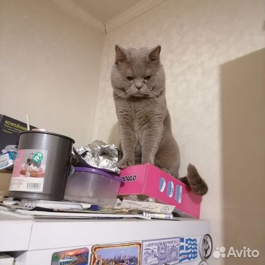 Отдам кота в добрые руки