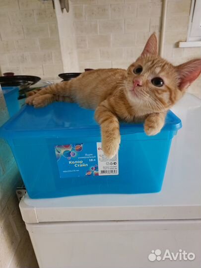 Рыжий котенок мальчик екатеринбург