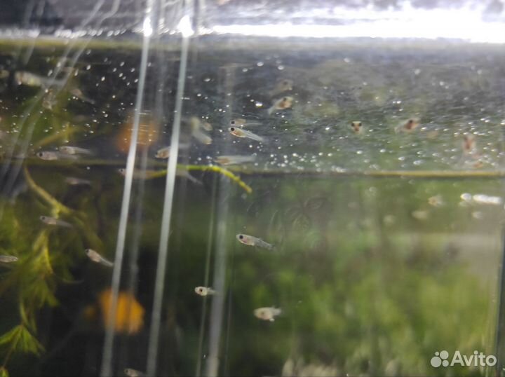 Мальки гуппи