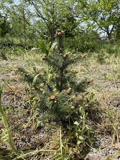 Голубая ель