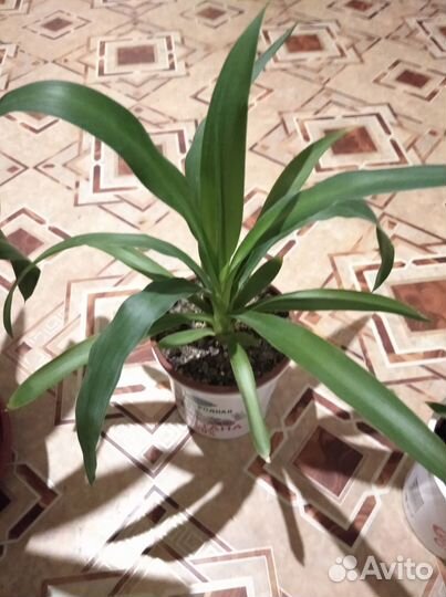 Юкка комнатная