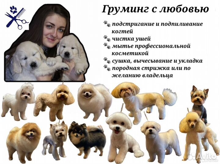 Стрижка собак декоративных пород