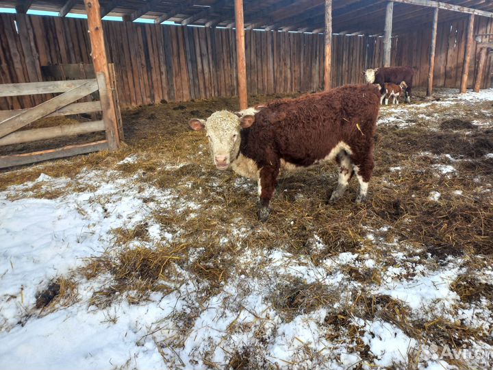 Тёлочки породы герефорд