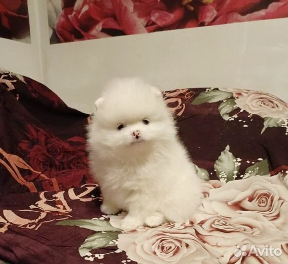 Щенки шпица