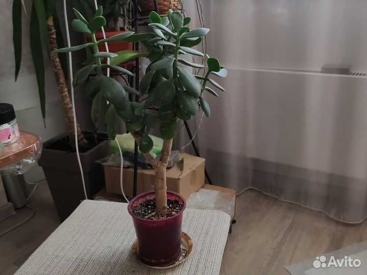 Суккуленты: крассулы, хавортия, седум макино