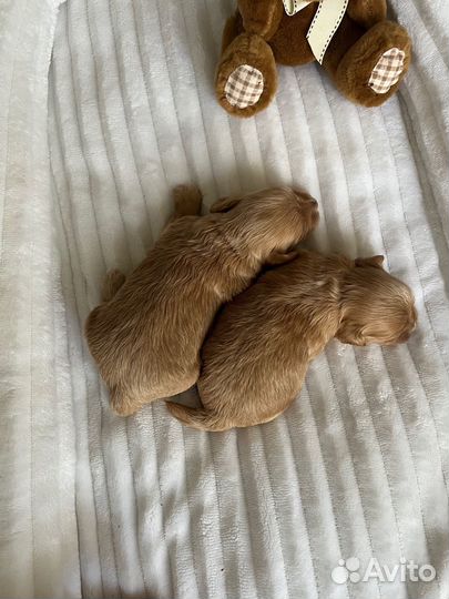 Мальтипу ф1 Корея микро special edition