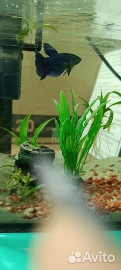 Рыбка петушок самка