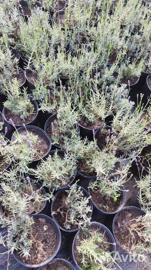 Лаванда узколистная