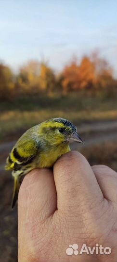 Чиж,Щур,урагус,щеглы