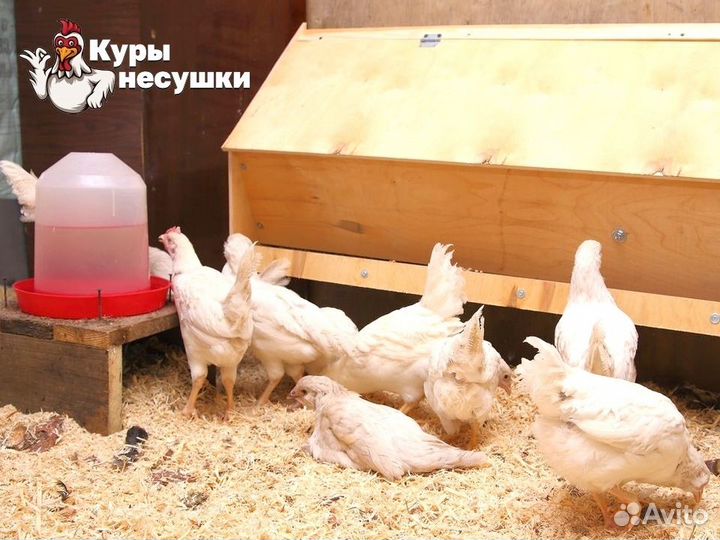 Куры несушки