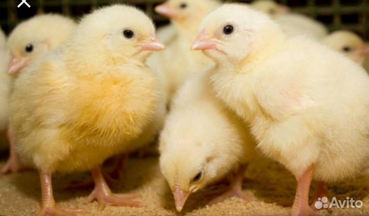 Суточный бройлер