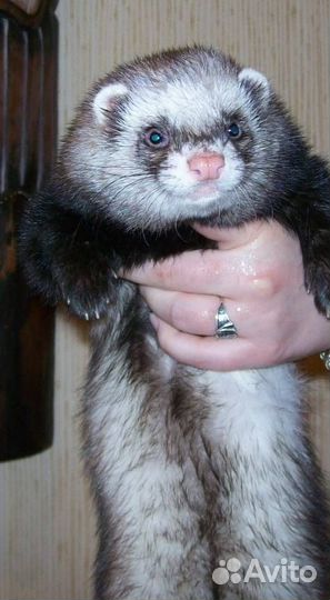 Хорек вязка