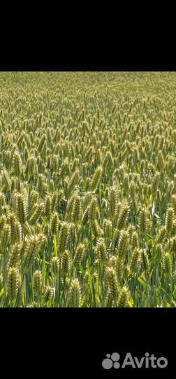 Элита, Ячмень озимый