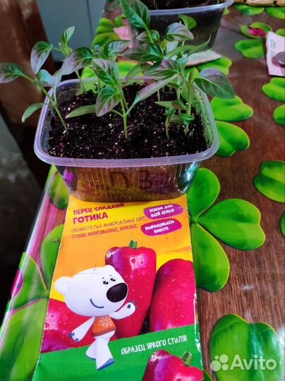 Рассада перца сладкого