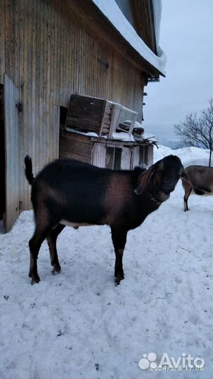 Нубийский козел