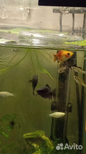 Аквариумные рыбки