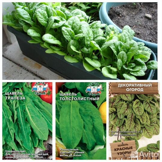 Семена Щавеля 11 сортов Бесплатная доставка