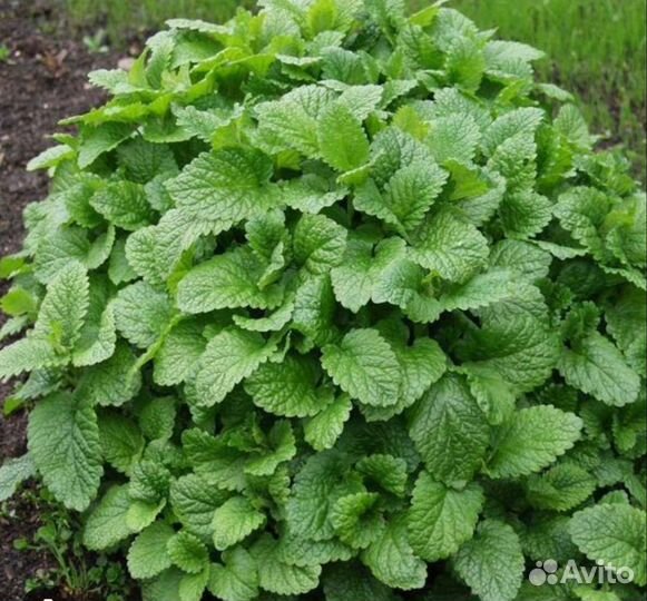 Лекарственные, пряные травы