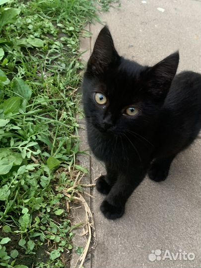 Котята 3 месяца