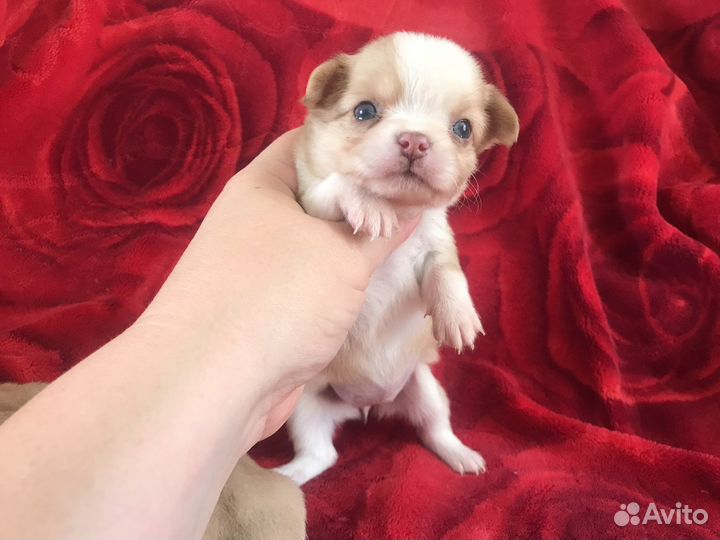 Чихуахуа девочка