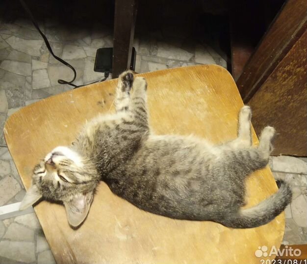 Котенок в добрые руки
