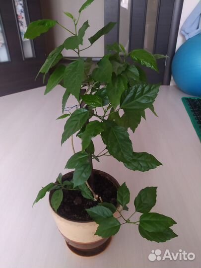 Гибискус (китайская роза)