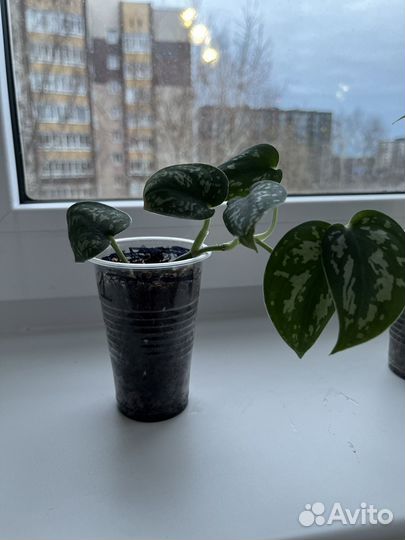 Шефлера