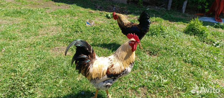 Молодые петухи