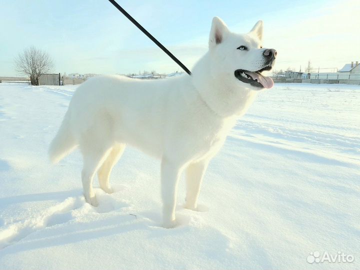 Кобель для вязки